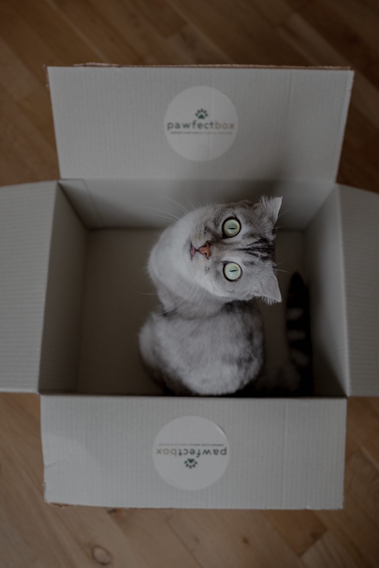 Verjaardagsbox Kat๐