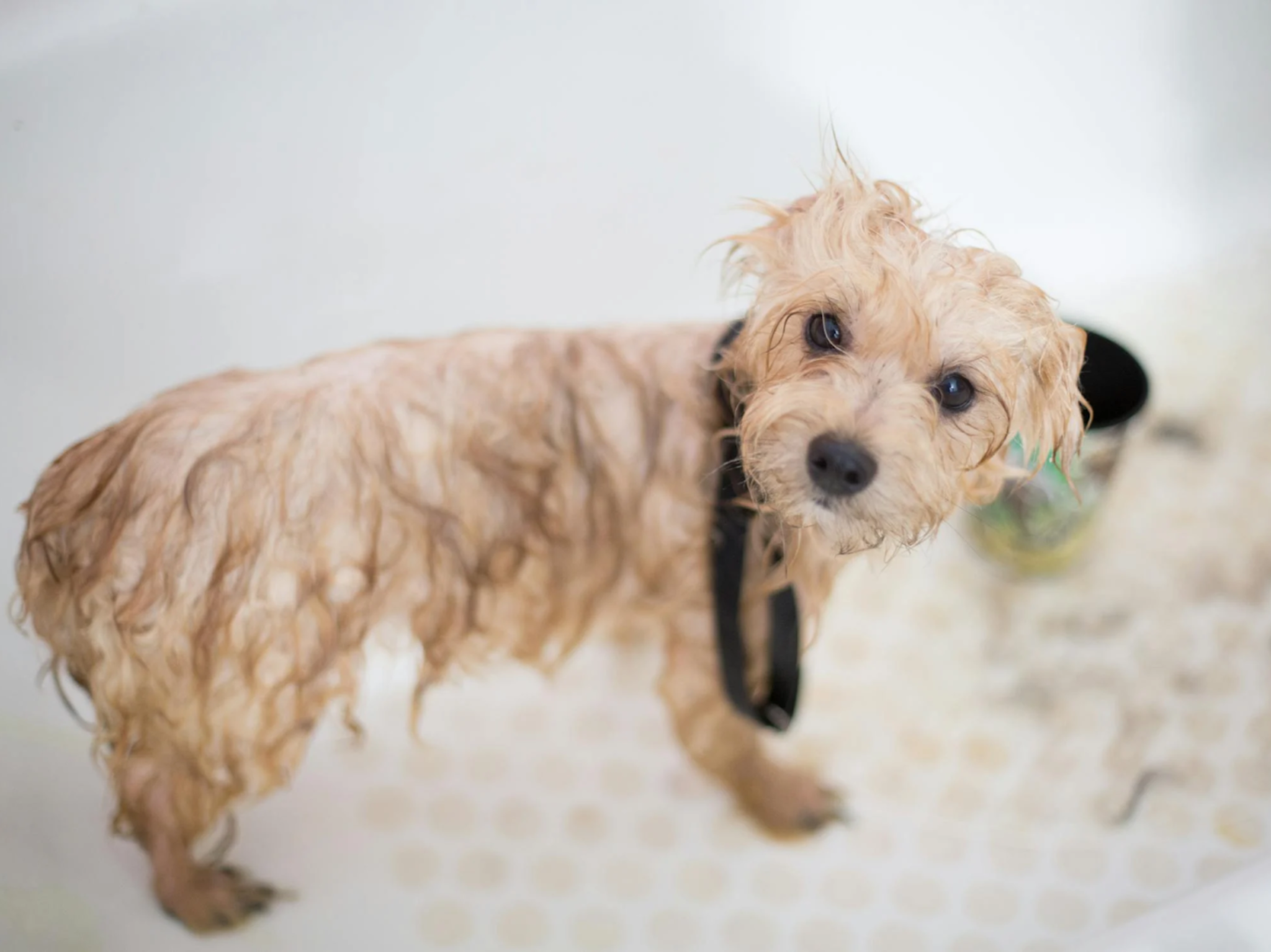 De beste manier om je huisdier te verwennen