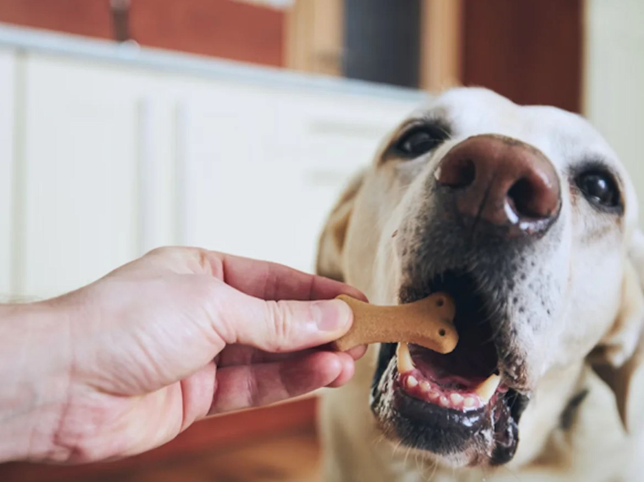 Hoe speeltjes en snacks je huisdier gelukkiger maken