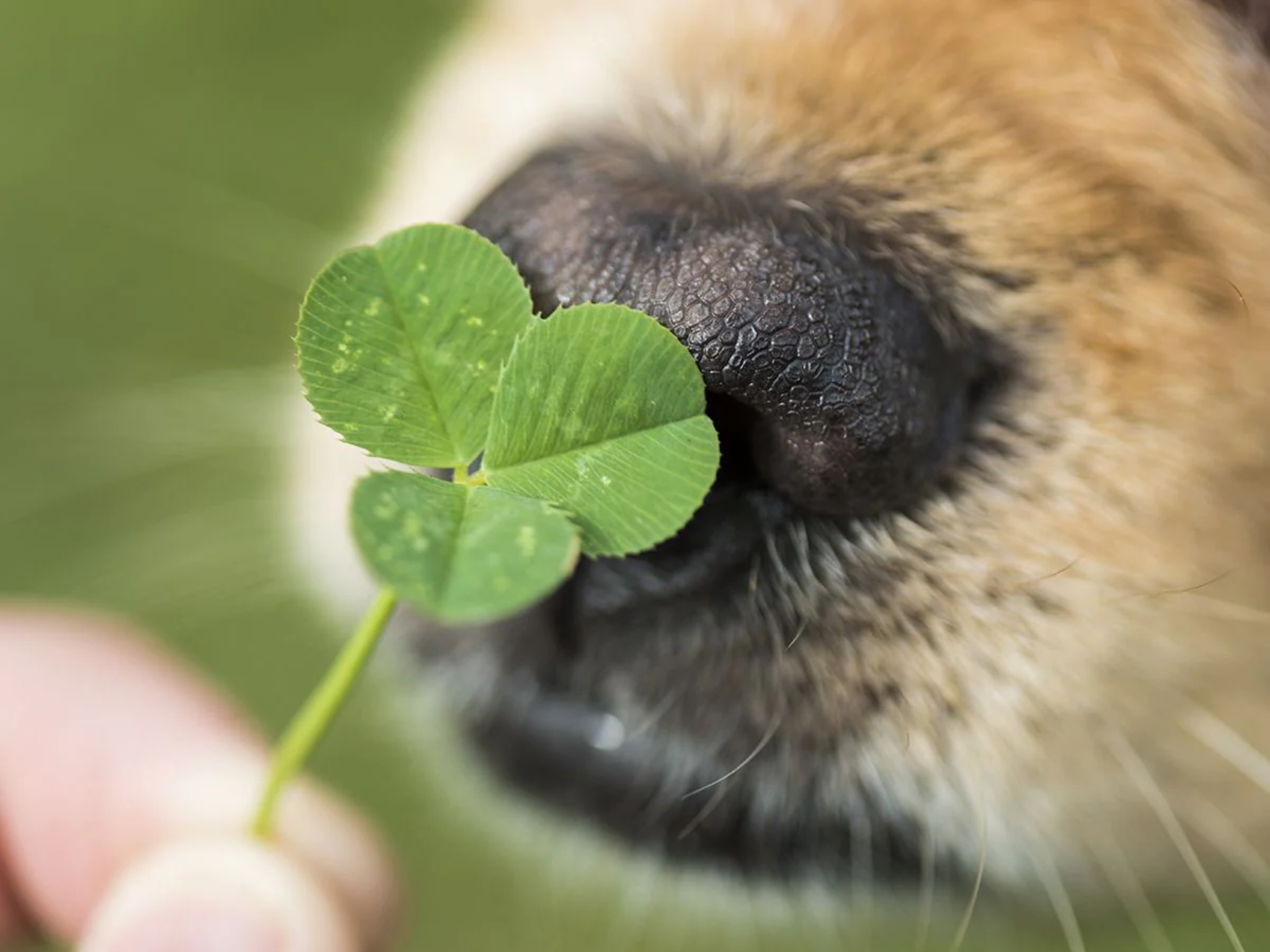 Waarom duurzame dierenvoeding de beste keuze is voor jouw huisdier en de planeet