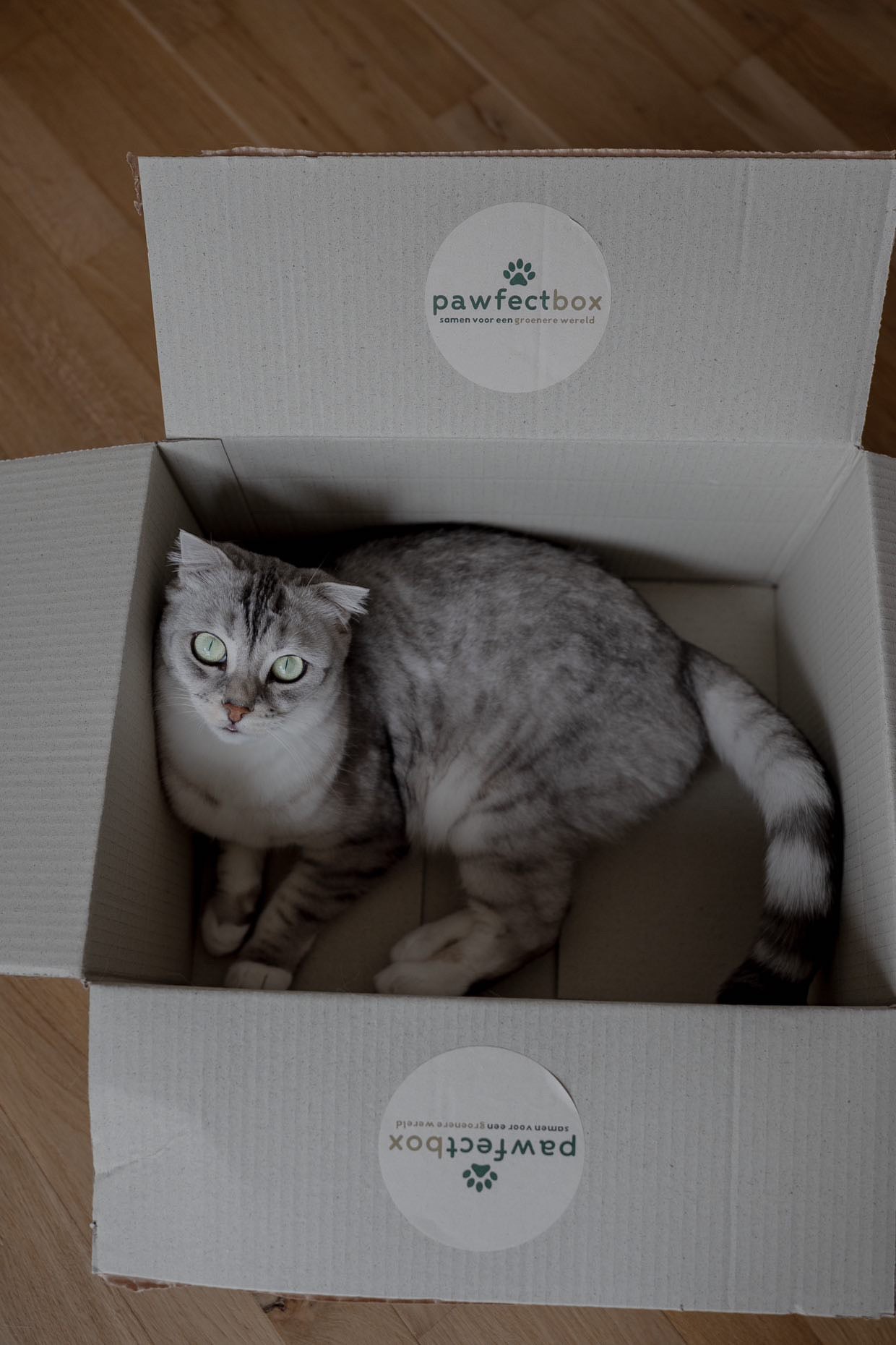 Verrassingsbox Kat