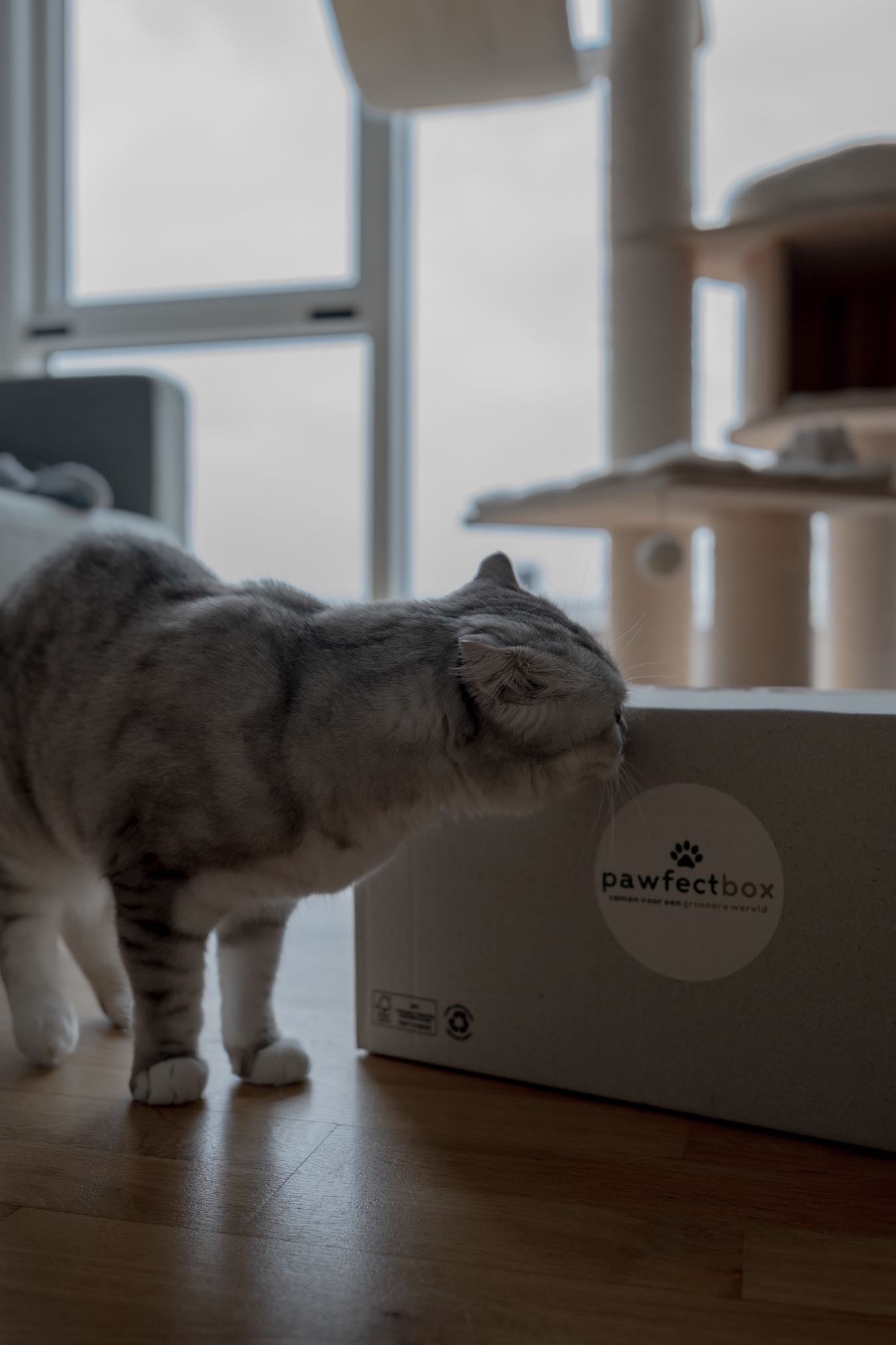 Verjaardagsbox Kat🎂