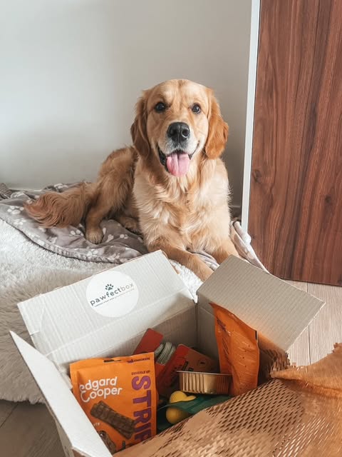 Verrassingsbox Hond