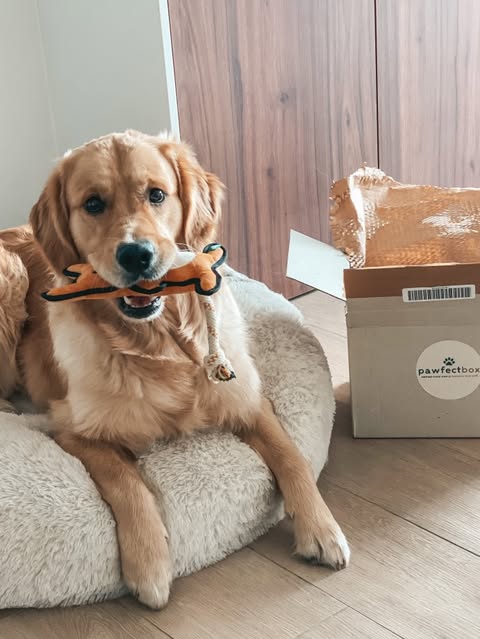 Verjaardagsbox Hond🎂