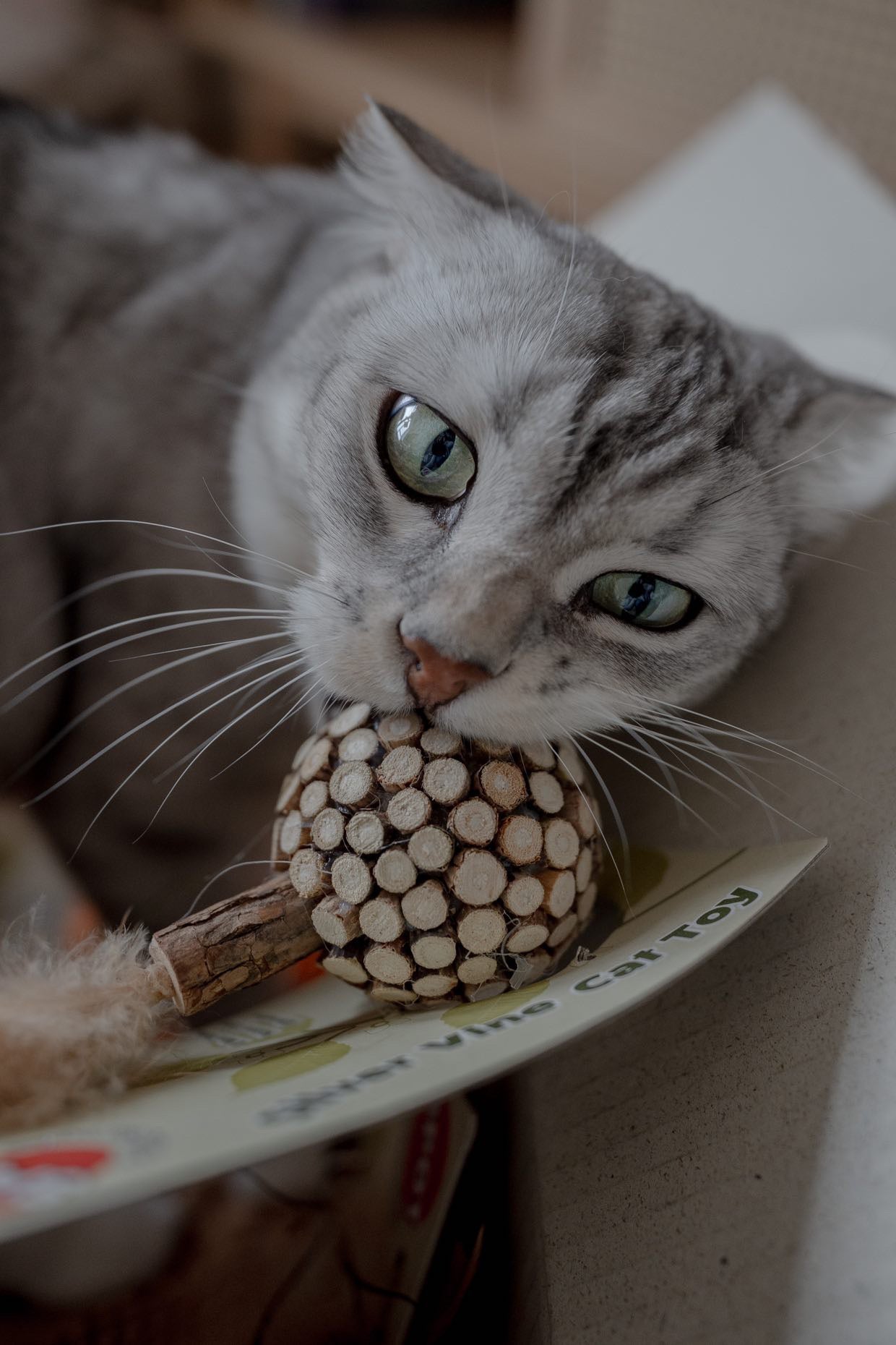 Verrassingsbox Kat