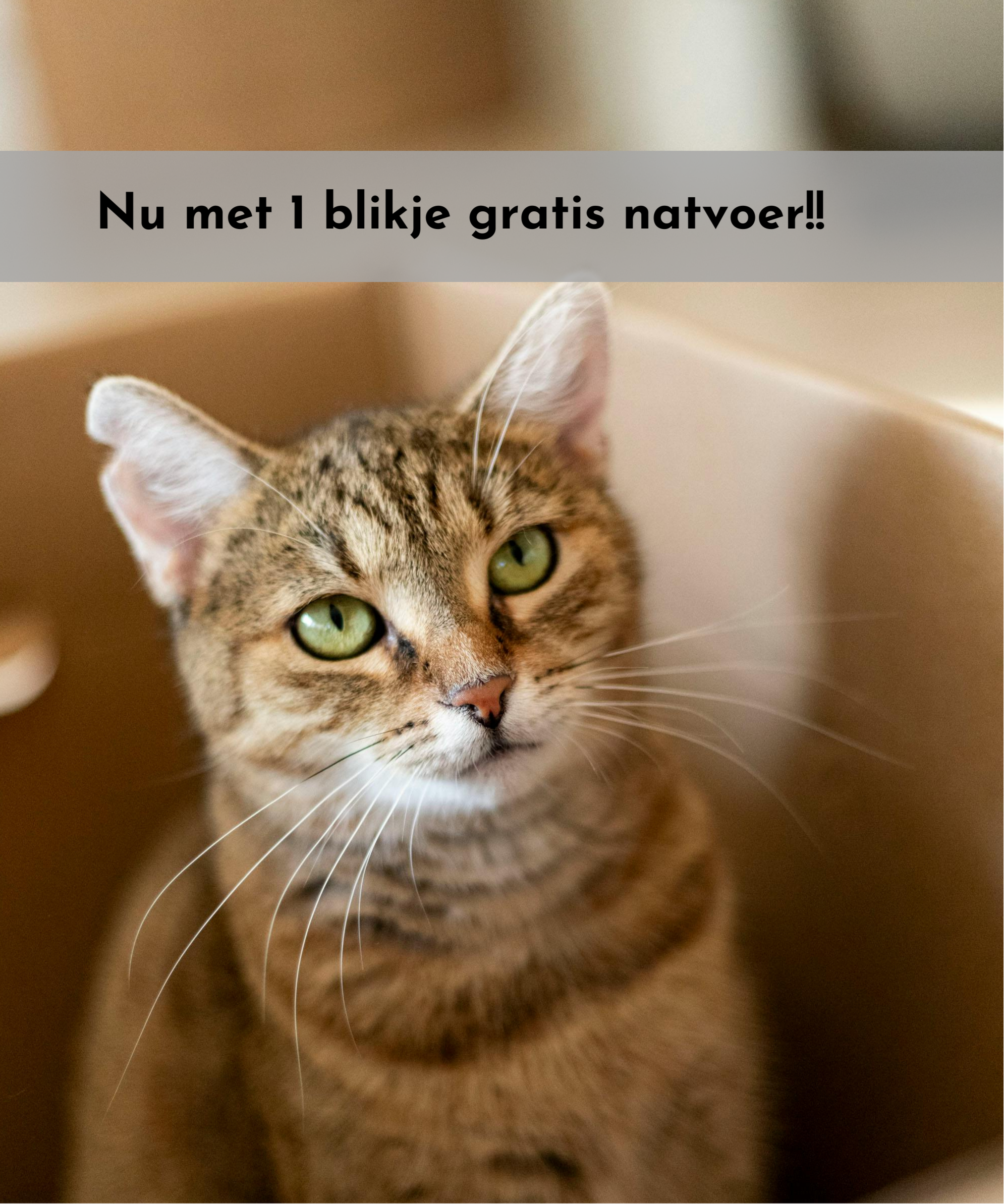 Verrassingsbox Kat