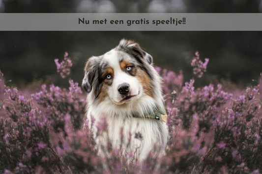Verrassingsbox Hond